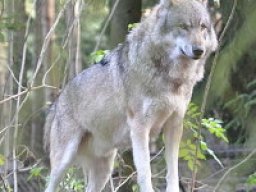 Loup des marais
